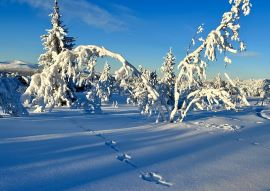 Månedsbrev for februar